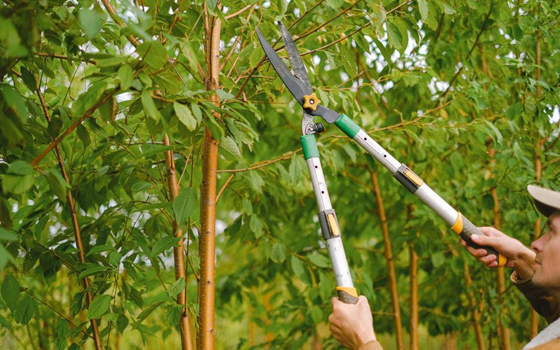 Tree trimming in Goodland, IN